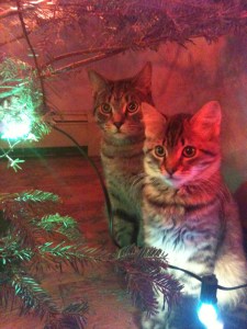 tumblr_mgfv3vIiSZ1rk41txo1_1280