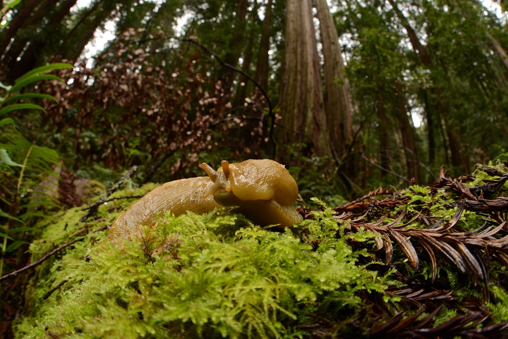 banana slug